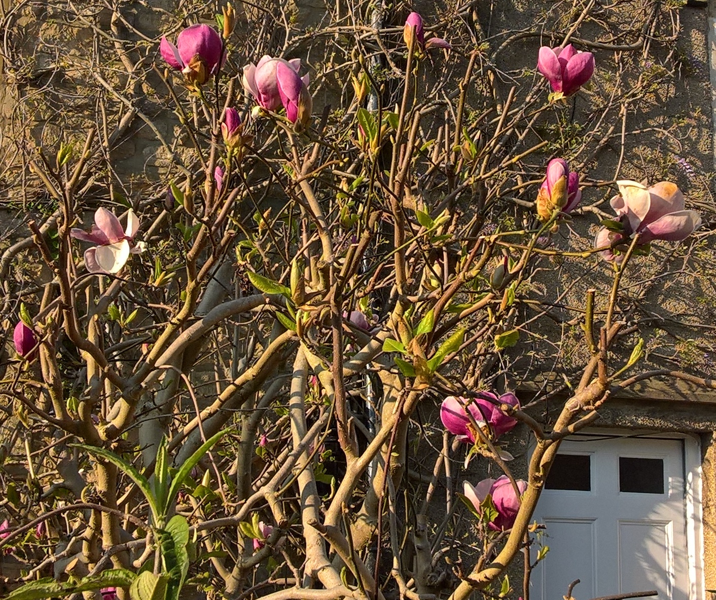 Magnolia at front of Pat's house